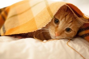 开云在线登入-场均传球次数最多的球队战术解读，单场传球记录