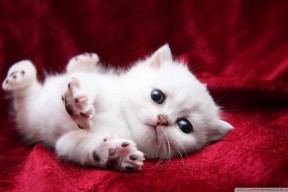 开云体育足球-国际乒联混合团体世界杯：罗马尼亚队如何应对强大对手，罗马尼亚混双乒乓