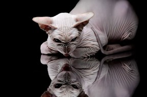 kaiyun网址-澳大利亚袋鼠队的空中传球与角球配合，展现高度技巧，袋鼠传球游戏