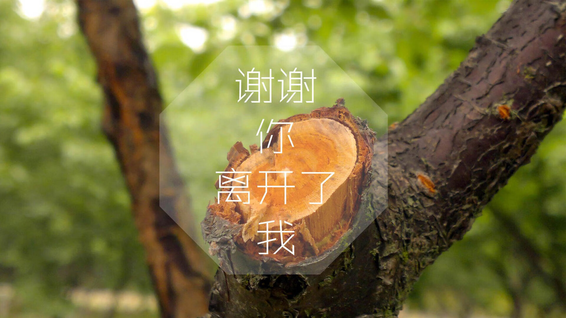 德甲赛季门票定价策略与球迷出勤率研究,德甲球票价格