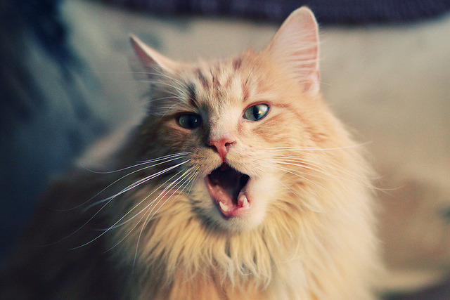 亚冠联赛中国青年队复仇 球迷集体喝彩,青年队参加亚冠