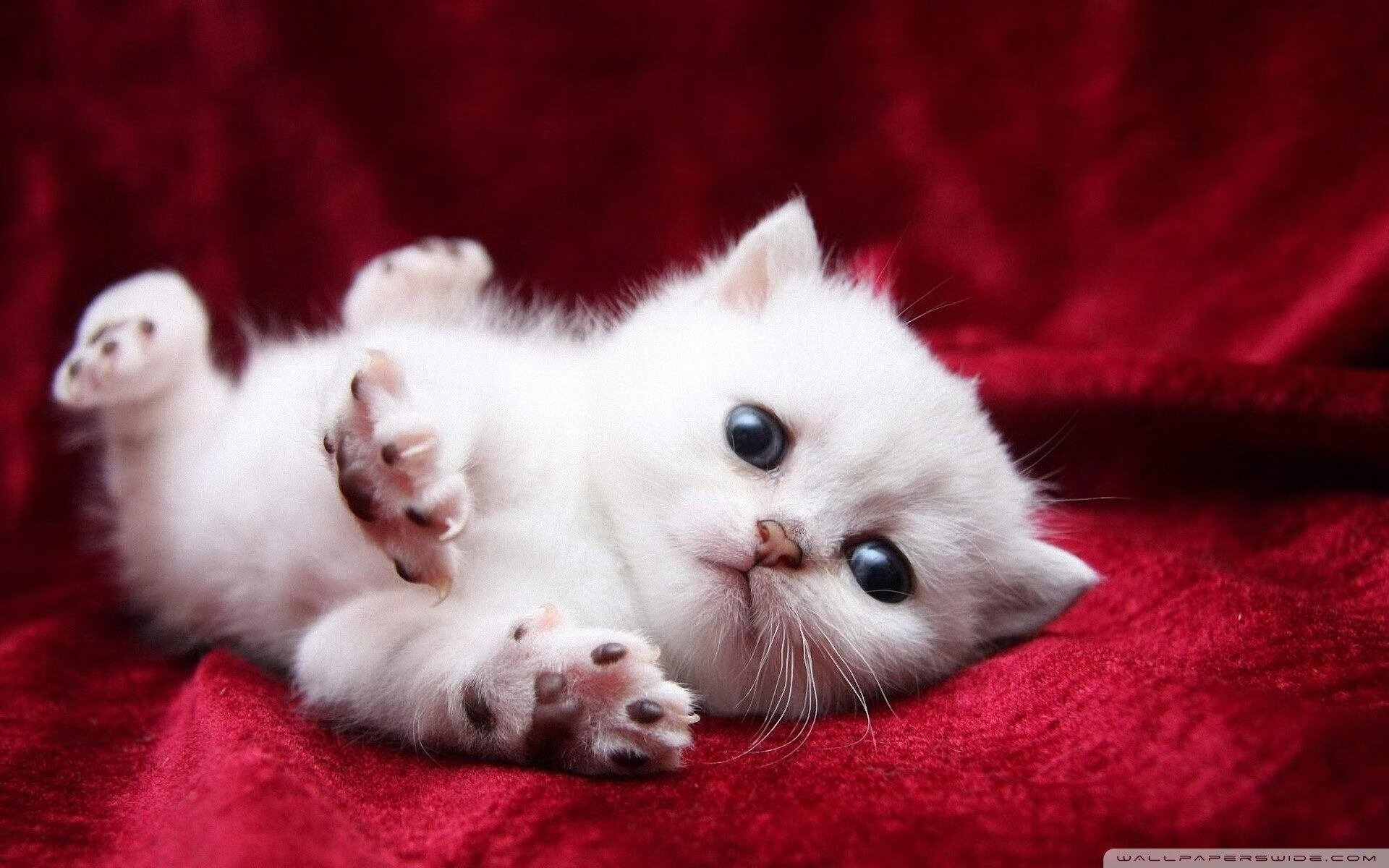 国际乒联混合团体世界杯：罗马尼亚队如何应对强大对手，罗马尼亚混双乒乓