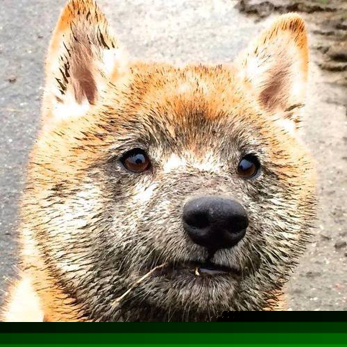 快攻终结者需要具备哪些条件，快攻终结者需要具备哪些条件和技能