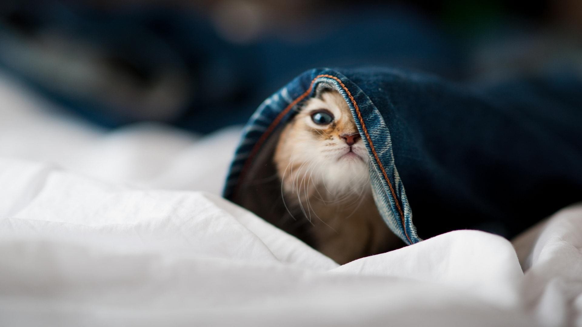 青少年体育赛事多样化发展，青少年体育比赛