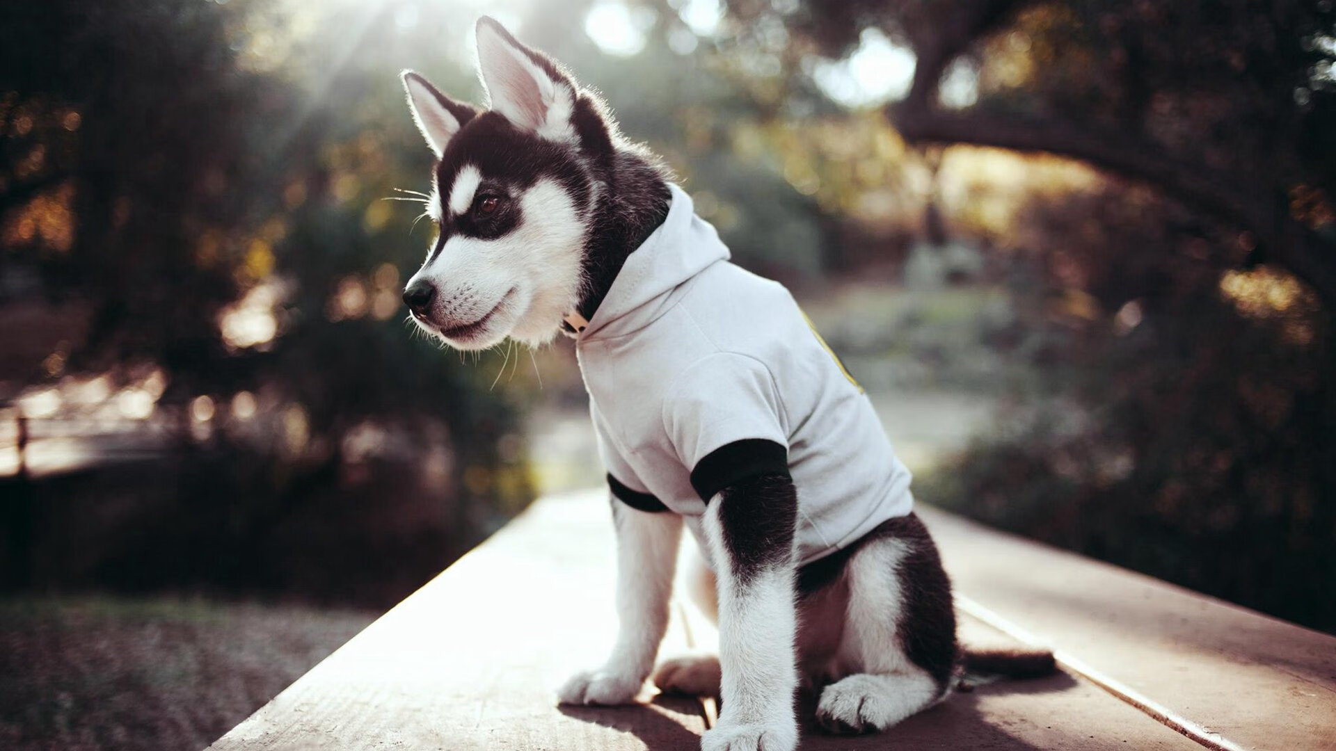 高节奏球员是否容易陷入单打陷阱，节奏高亢