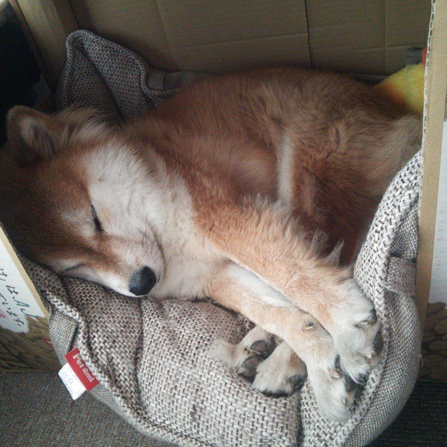 “南非羚羊队新生力量：萨尔·巴赫的突破性表现”