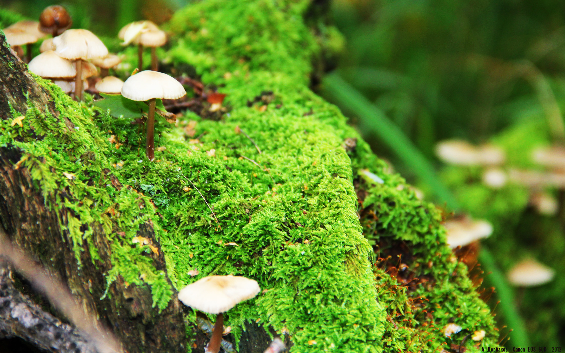 中国女子4×200米自由泳接力技术稳健，中国队女子4×200米自由泳接力比赛视频完整版