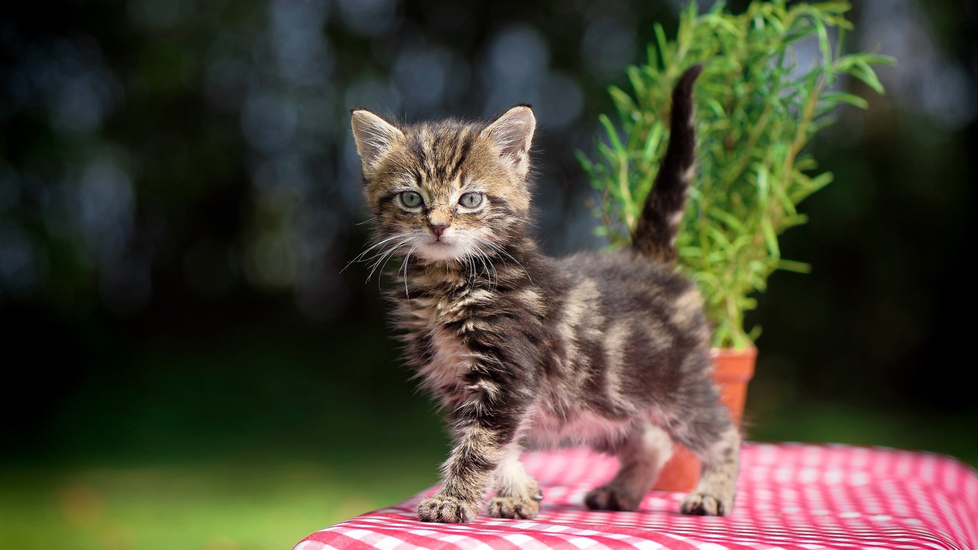 中国足球国家队引导球员参与战术方案制定，国足指导