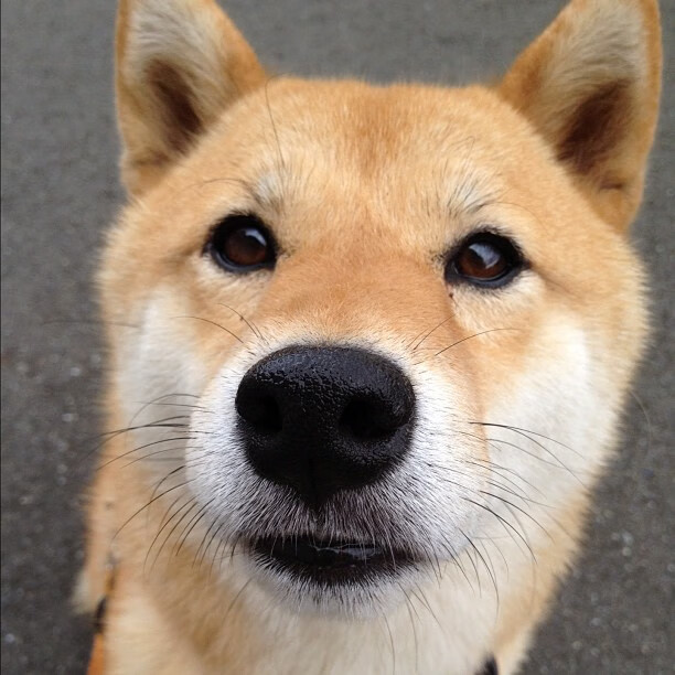 比利时蝶泳选手节奏控制精准，蝶泳的比例