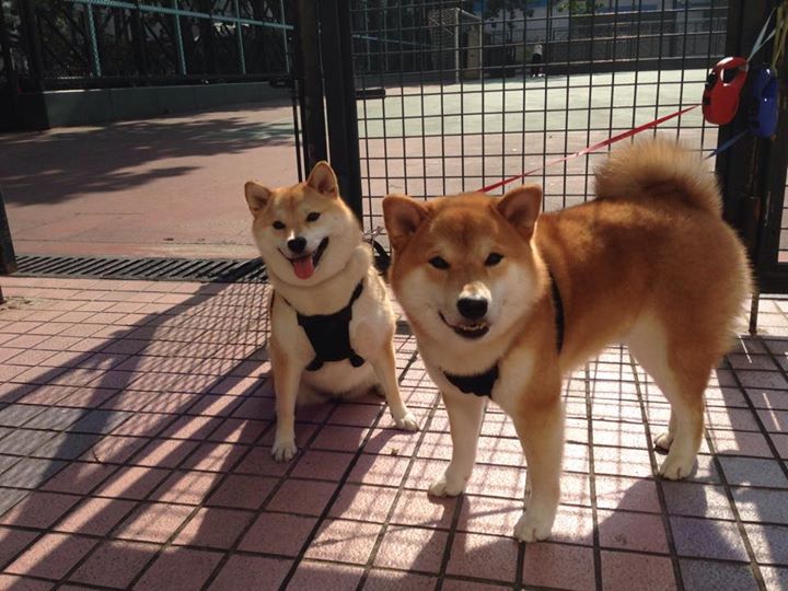 法甲豪门拼杀:战术变化带来意料之外的结局,德甲豪门足球俱乐部