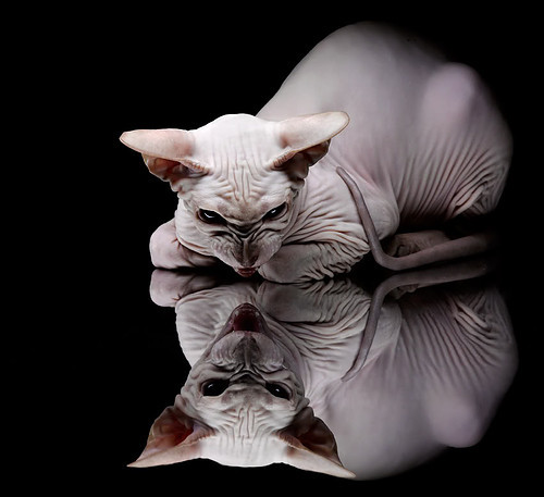 澳大利亚袋鼠队的空中传球与角球配合，展现高度技巧，袋鼠传球游戏